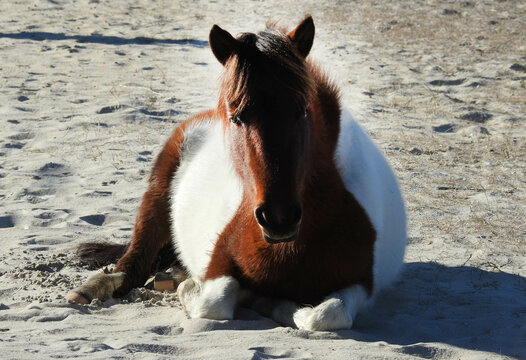 A wild painted horse relaxing on the sand, warmed by the sun, on a cool winter's day, Assateague Island, Worcester County, Maryland.
