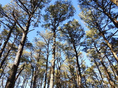 Loblolly pine trees towering above the maritime forest, on Assateague Island, Worcester County, Maryland. 