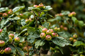 Christmas Mexican apple hawthorn fruit tree