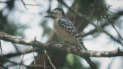 texas woodpecker