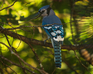 blue jay on a tree branch