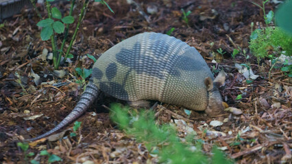 armadillo on the ground