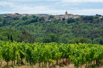 Fototapeta na wymiar Rows of green grapevines growing on pebbles on vineyards near Lacoste village in Luberon, Provence, France