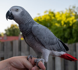 African grey parrot with red tail sitting on hand