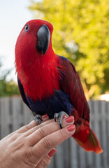 Eclectus female parrot native to the Solomon Islands, Australia, and the Maluku Islands with bright red and purple-blue plumage