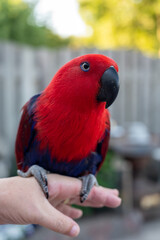 Eclectus female parrot native to the Solomon Islands, Australia, and the Maluku Islands with bright red and purple-blue plumage