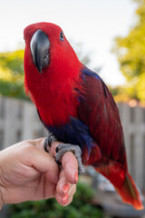 Eclectus female parrot native to the Solomon Islands, Australia, and the Maluku Islands with bright red and purple-blue plumage