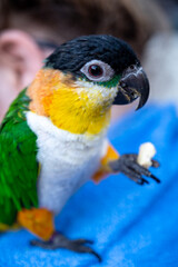Small colorful Australian lory parrot sitting and eating seeds