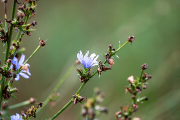 Blue flowers of cichorium plants, family Asteraceae, growing in garden, close up