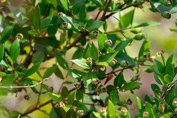 Botanical collection, leaves and berries of myrtus communis or true myrtle plant growing in garden