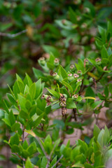 Botanical collection, leaves and berries of myrtus communis or true myrtle plant growing in garden