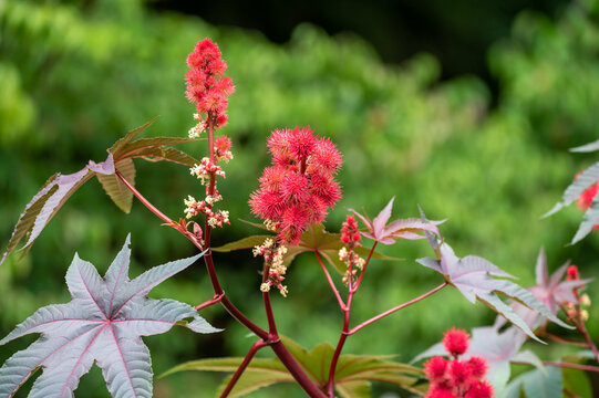 Ricinus communis or castor oil plant growing in garden