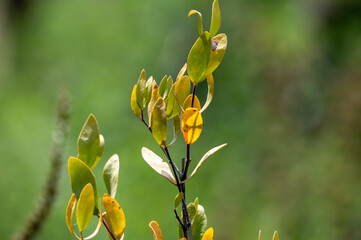 Leaves of Jojoba Simmondsia chinensis goat nut plant