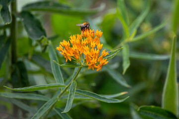 Asclepias tuberosa or butterfly weed, species of milkweed native to eastern and southwestern North America