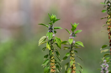 Medicinal plant leonurus cadriaca or motherwort growing in garden