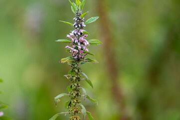 Medicinal plant leonurus cadriaca or motherwort growing in garden
