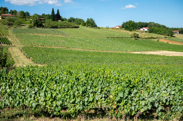 Fototapeta na wymiar Landscape with vineyards near beaujolais wine making village Val d'Oingt, gateway to Beaujolais Wine Route and hilly landscapes of the Pierres Dorées, France