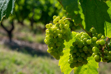 Green unripe Gamay Noir grape growing on hilly vineyards near beaujolais wine making village Val...