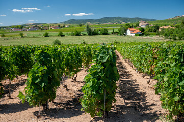 View on vineyards near Mont Brouilly, wine appellation Côte de Brouilly beaujolais wine making...
