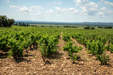 Green grapevines growing on rounded pebbles on vineyards near famous winemaking ancient village Châteauneuf-du-Pape, Provence, France