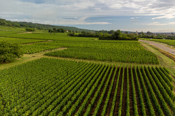 Fototapeta na wymiar Panoramic view on grand cru vineyards in Côte-d'Or Burgundy winemaking region, Bourgogne-Franche-Comté, France