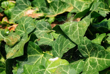Closeup of green ivy plant leaves from hedge, with fluffy seed and spiderweb, in the sunlight