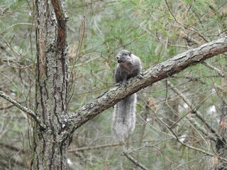 Naklejka na ściany i meble A Delmarva Peninsula fox squirrel, that appears to be missing one eye, possibly blind in that eye, perched on a loblolly pine tree branch, with a nut in its mouth, Chincoteague Island, Virginia.