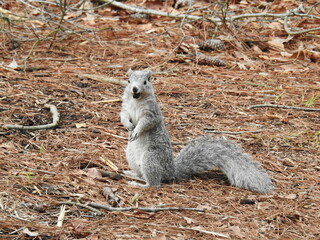 A Delmarva Peninsula fox squirrel standing on the forest floor, with a nut in its mouth, Chincoteague Island, National Wildlife Refuge, Virginia.