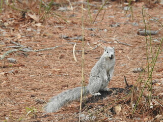 A Delmarva Peninsula fox squirrel standing on the forest floor, with a nut in its mouth, Chincoteague Island, National Wildlife Refuge, Virginia.