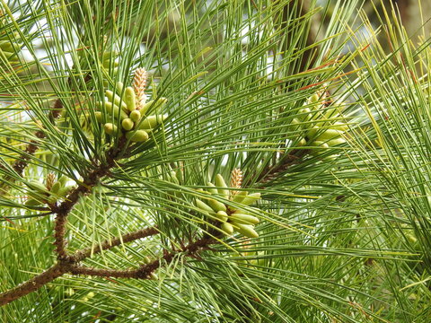 Pollen cones growing on a Loblolly pine, Pinus taeda, at the Chincoteague Island, National Wildlife Refuge, Virginia.
