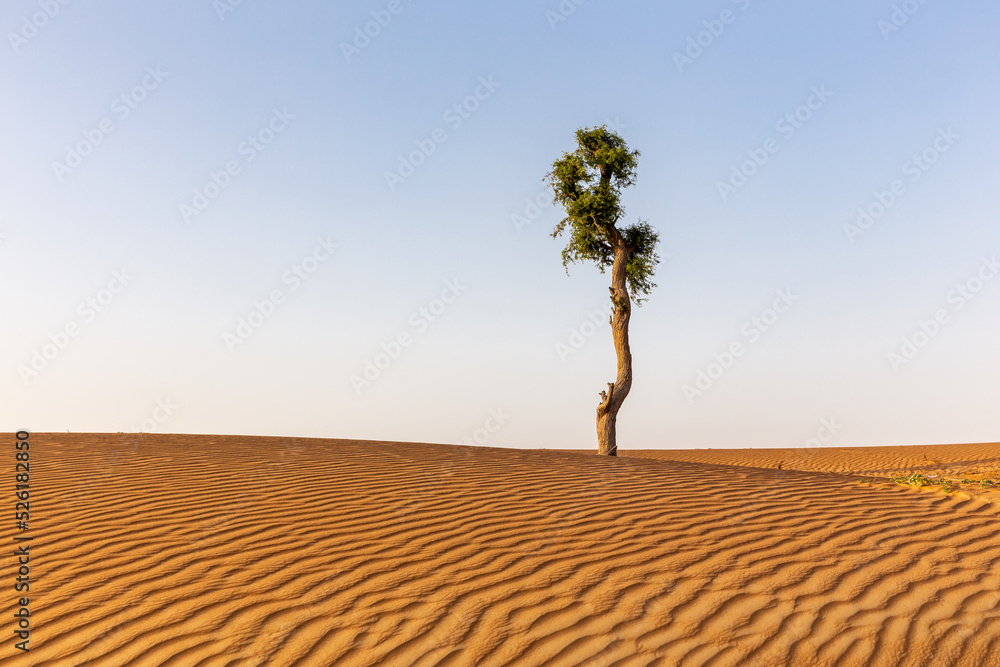 Wall mural barren acacia tree trunk growing alone among golden desert sand dunes in united arab emirates. rippl