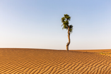 Barren acacia tree trunk growing alone among golden desert sand dunes in United Arab Emirates....