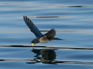 Swallow taking a drink