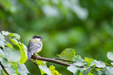 A bird sitting on a branch of a tree