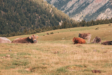 Vacas en el campo 