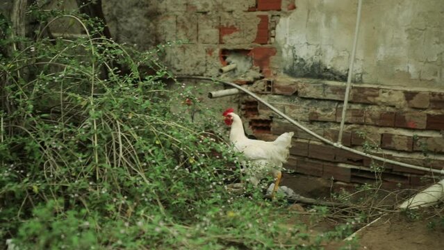 Galinha branca andando em c&acirc;mera lenta