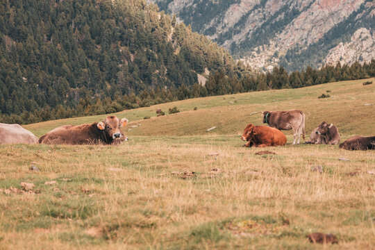 Vacas en el campo 