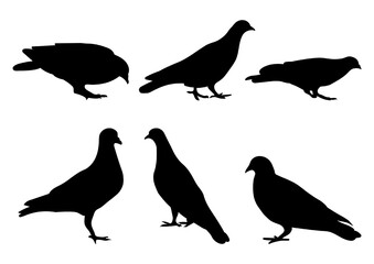 Doves pigeons standing, different pack of bird silhouettes, isolated vector