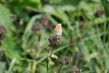 Small Heath butterfly (Coenonympha pamphilus) sitting on a flower in Zurich, Switzerland