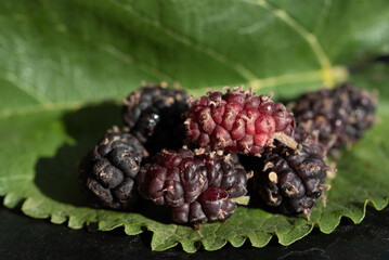Close up of ripe, red and dark mulberries lying on a mulberry leaf. There is space for text.