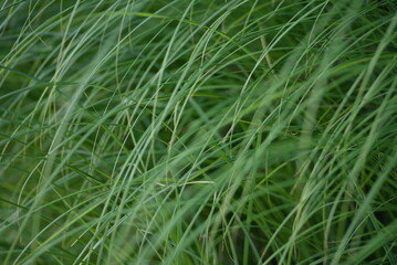 Green grass young meadow background, high quality photo green juicy spring meadow spring meadow grass cereals	
