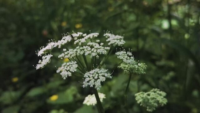 Closeup of wild flowers in a forest
