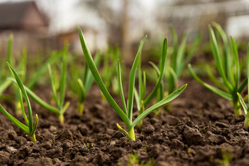 Sprouts of winter garlic grow on the ground. Ecological home farming. Growing vegetables in the garden