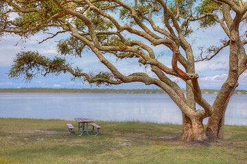 Picnic Table by the Lake Lake View Trail Gulf State Park  Gulf Shores Alabama     A picnic table under a branch of a live oak tree along Lake Shelby at Gulf State Park in Gulf Shores Alabama. 