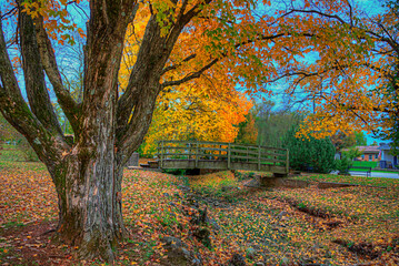 Bridge over Mine A Breton Creek Heritage Park  Potosi  Missouri   Photo taken on November 1, 2021  The bifurcated trunk of a large maple provides a frame for the bridge across the creek 