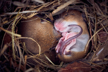Baby mice sleeping in nest in funny position (Mus musculus)