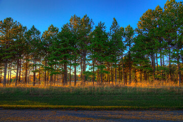 Row of Pine Trees Perry County Community Lake PCR 700 Perryville Missouri A row of pine trees at...