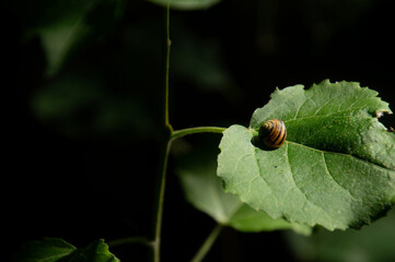 Snail on a leaf