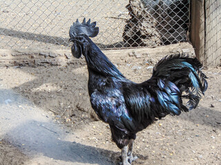Ayam Cemani black rooster at the Zoo Ny&iacute;regyh&aacute;za, Hungary, in summer. Gallus gallus domesticus