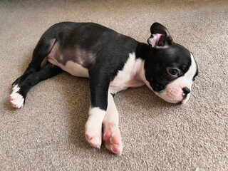 Boston Terrier puppy lying down on a carpet one her side with her legs straight out.